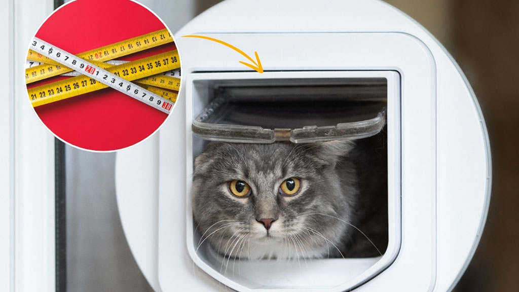 Propriétaire mesurant la hauteur d'épaules de son chat avec mètre ruban