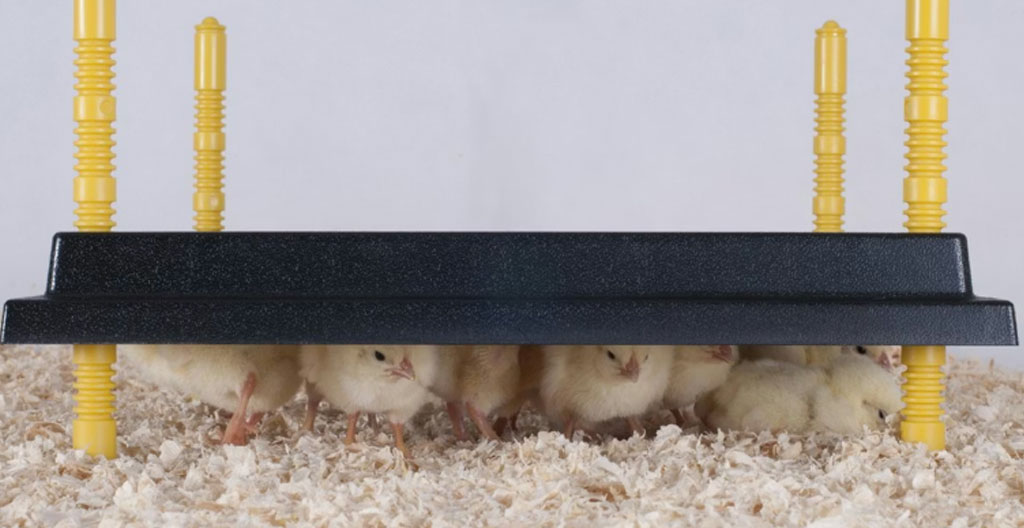 Personne vue de trois-quarts ajustant la hauteur d'un panneau chauffant moderne au-dessus de jeunes poussins dans une éleveuse d'intérieur