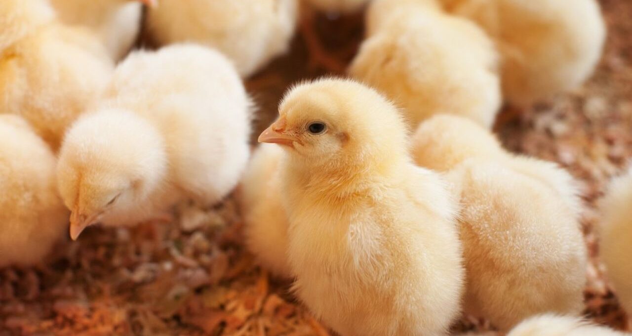 élevage des poussins