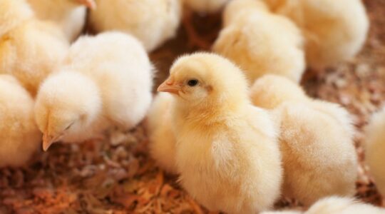 élevage des poussins